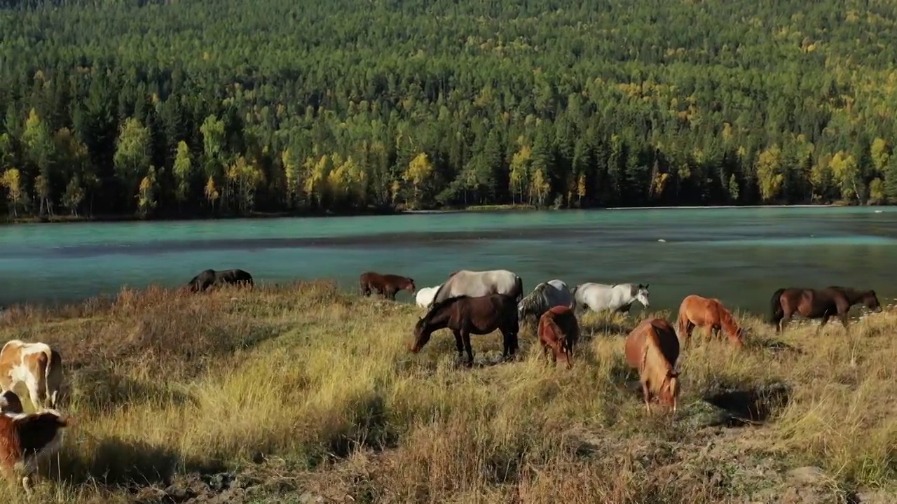新疆阿勒泰喀纳斯风景区自然风光航拍牦牛羊马牧场景色视频素材