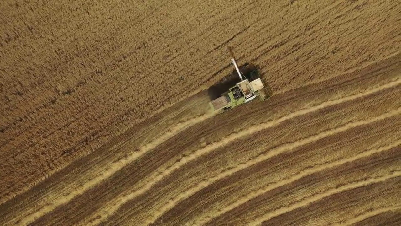新疆江布拉克小麦麦田田地田园风光秋天收割自然景观视频素材