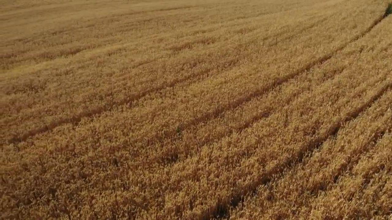 新疆江布拉克小麦麦田田地田园风光秋天收割自然景观视频素材