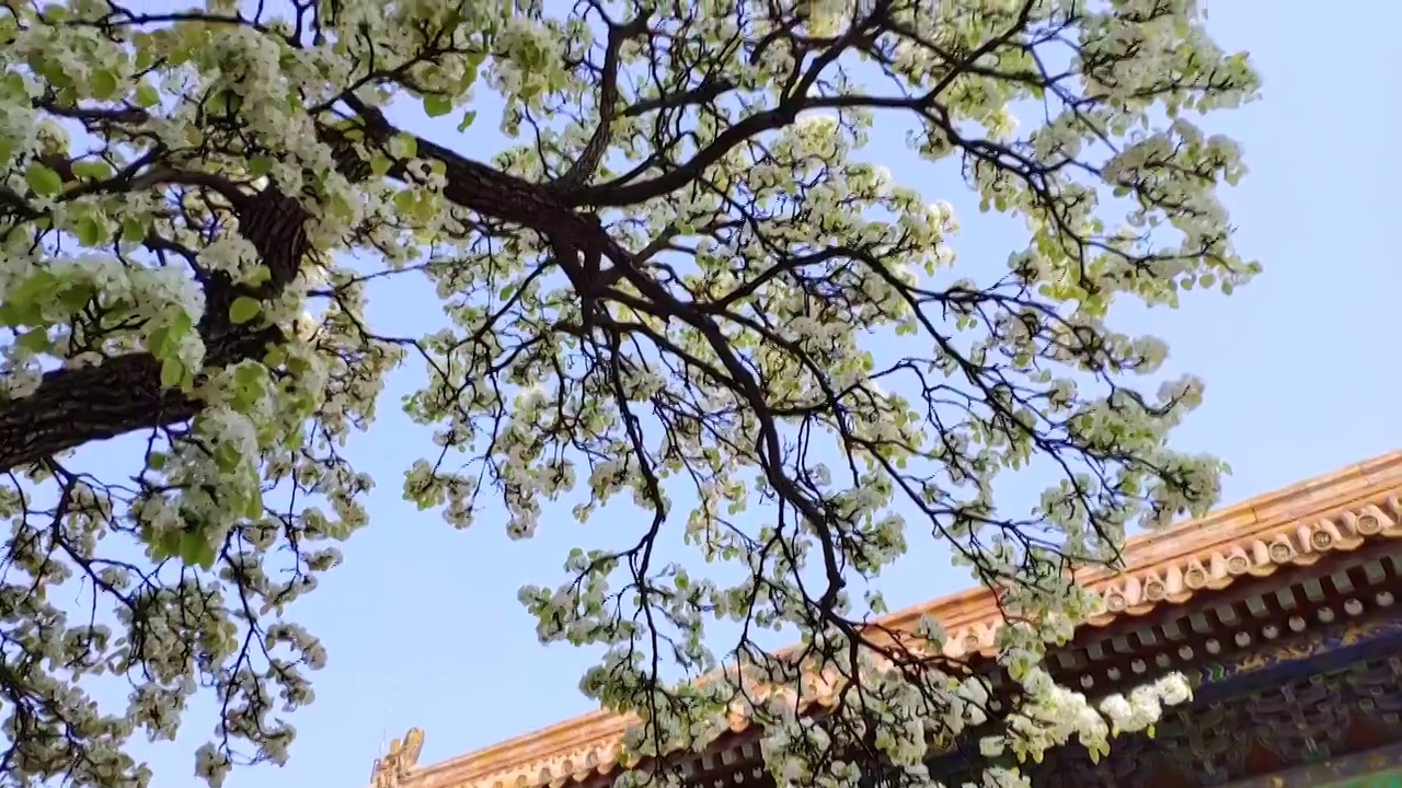 故宫承乾宫的大梨树开花了视频素材