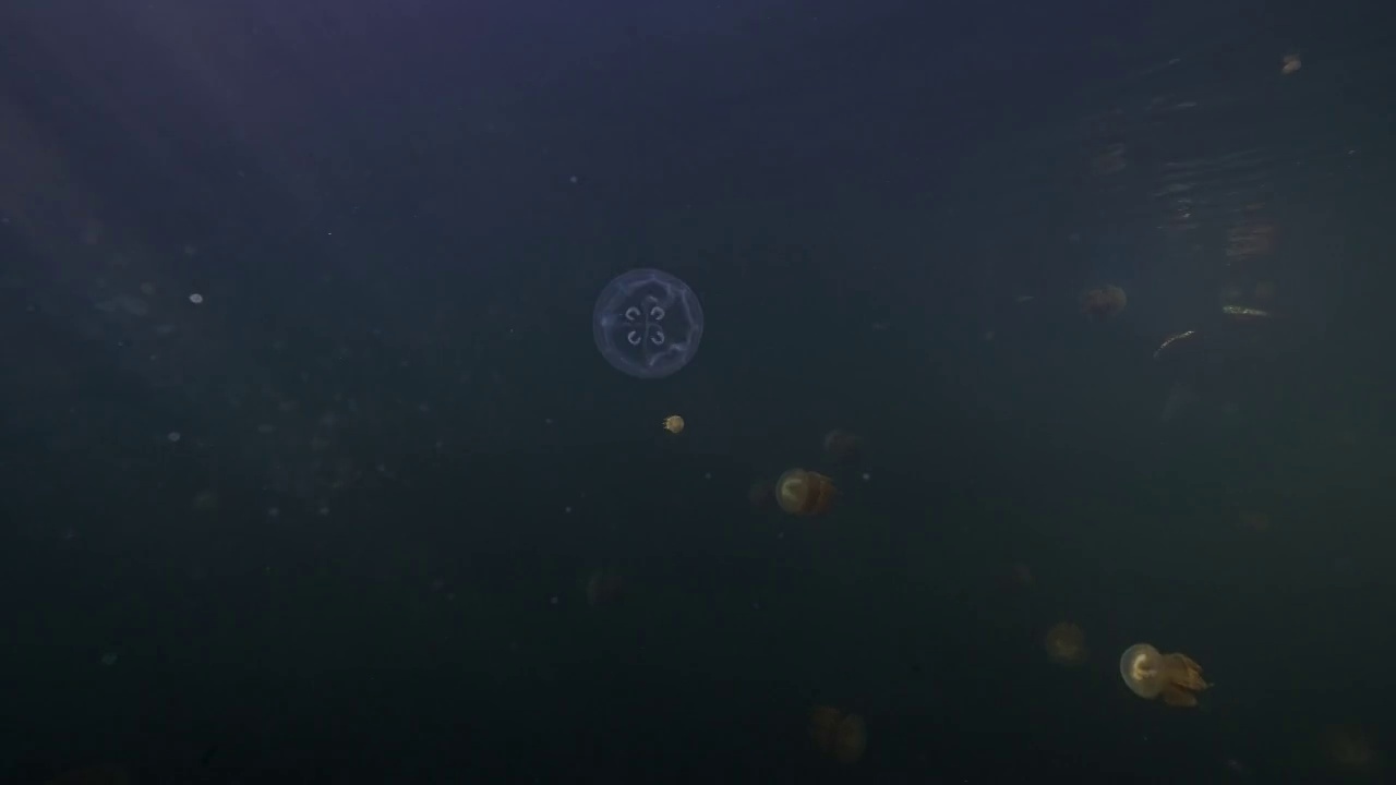 水下摄影无毒水母湖中的粉红色水母视频素材