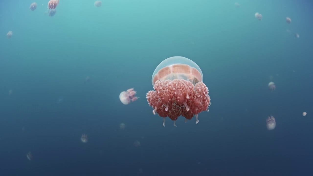 水下摄影无毒水母湖中的粉红色水母视频素材