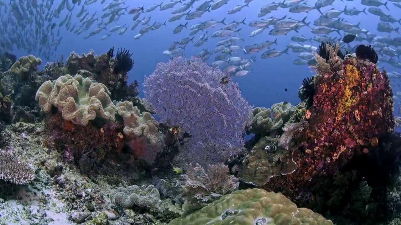 水下摄影神奇神秘的海底世界杰克鱼群视频素材