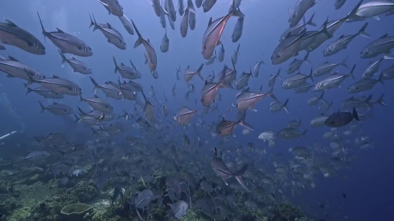 水下摄影神奇神秘的海底世界杰克鱼群视频素材