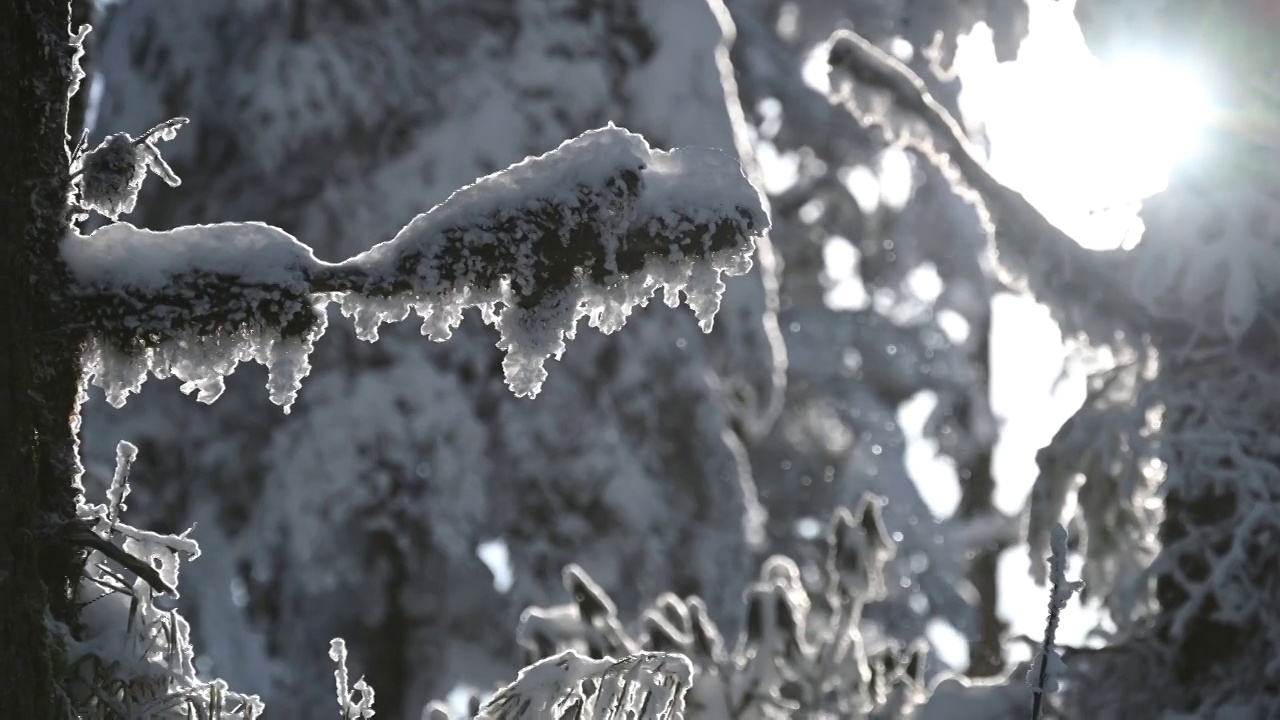 冬季瓦屋山阳光下飘落的雪花和冰冻的树枝视频素材