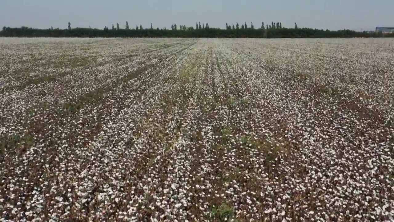 中国新疆棉花田地农作物视频素材