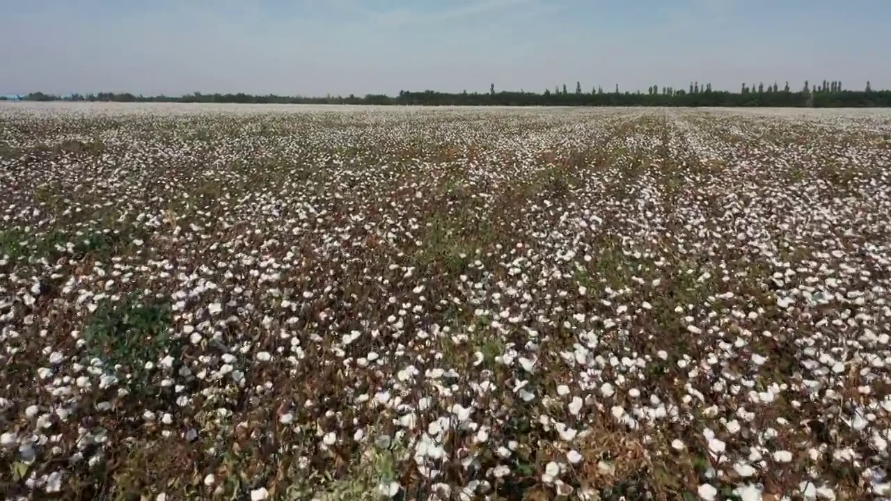 中国新疆棉花田地农作物视频素材