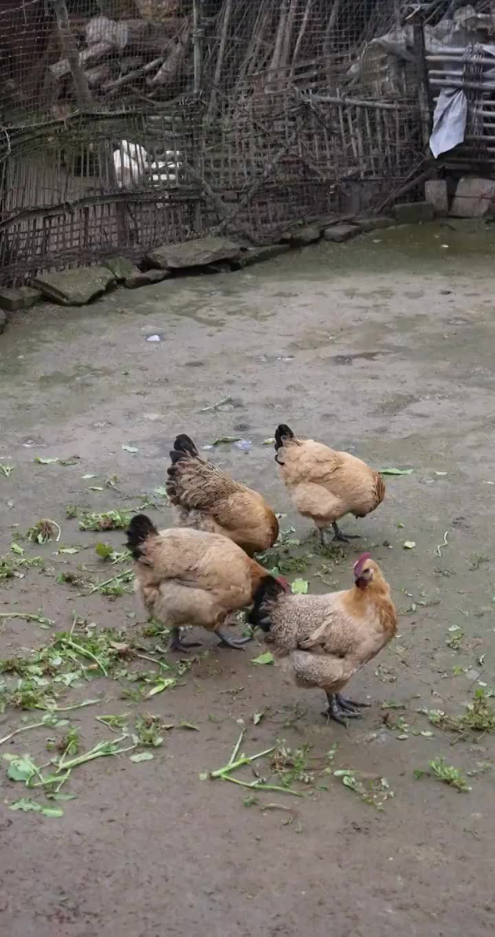 家禽动物：农村院子鸡圈里的鸡正在觅食视频素材