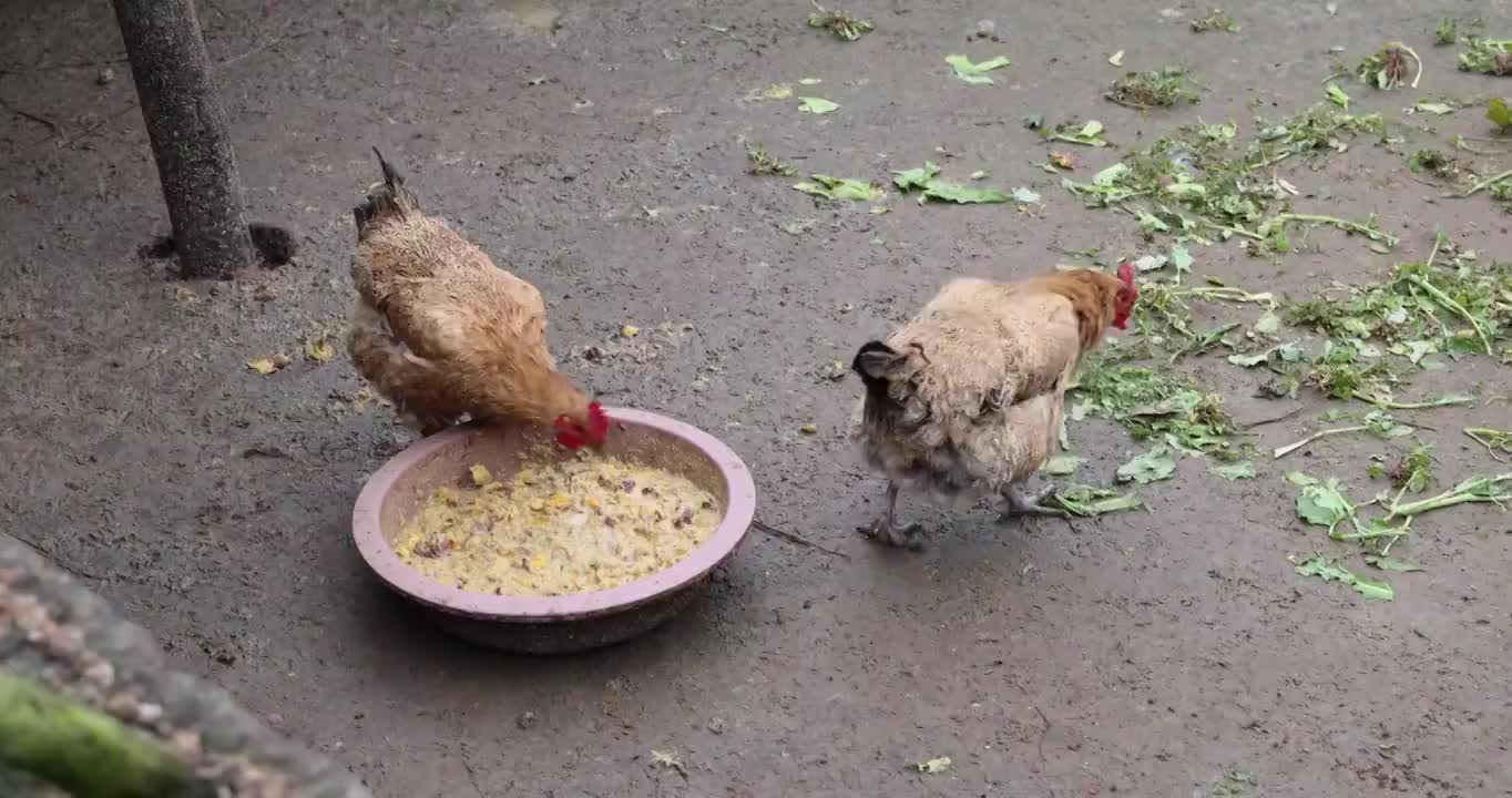 家禽动物：农村院子鸡圈里的鸡正在觅食视频素材