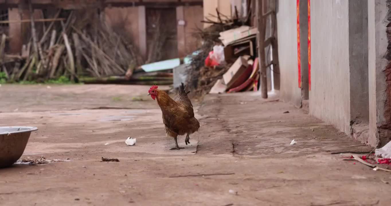 家禽动物：农家院子里的散养的公鸡视频素材