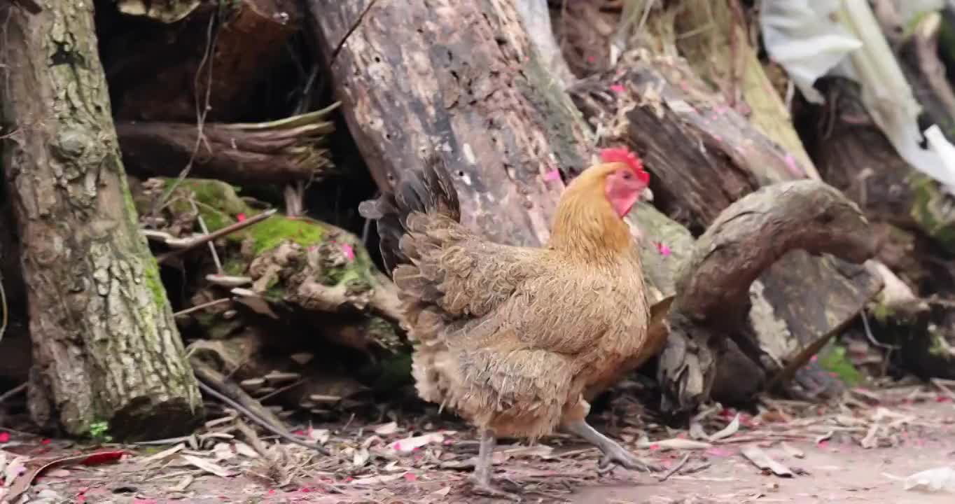 家禽动物：农家院子里的散养的公鸡视频素材