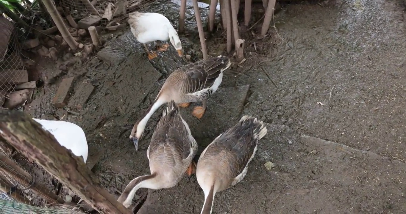 家禽动物：农家圈养的鹅视频素材