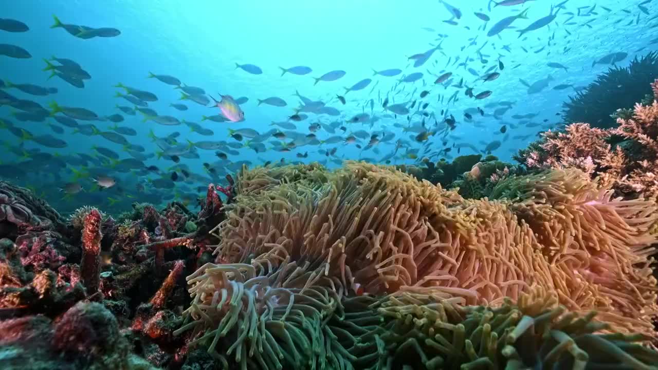 水下摄影海底世界生机黯然的珊瑚礁视频下载