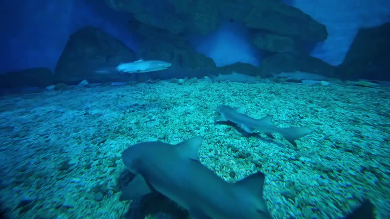 水里大群游动的鲨鱼4K视频视频素材