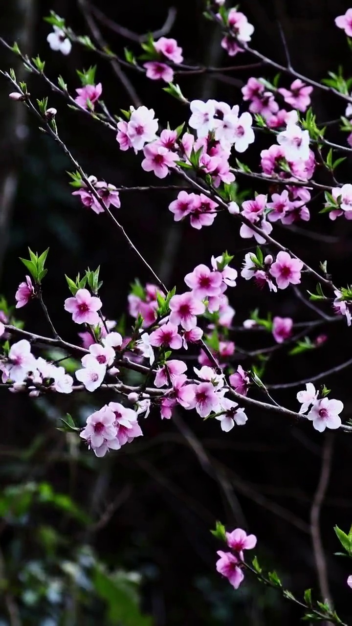 桃花在树枝的枝头摇曳，春天里的桃花视频素材