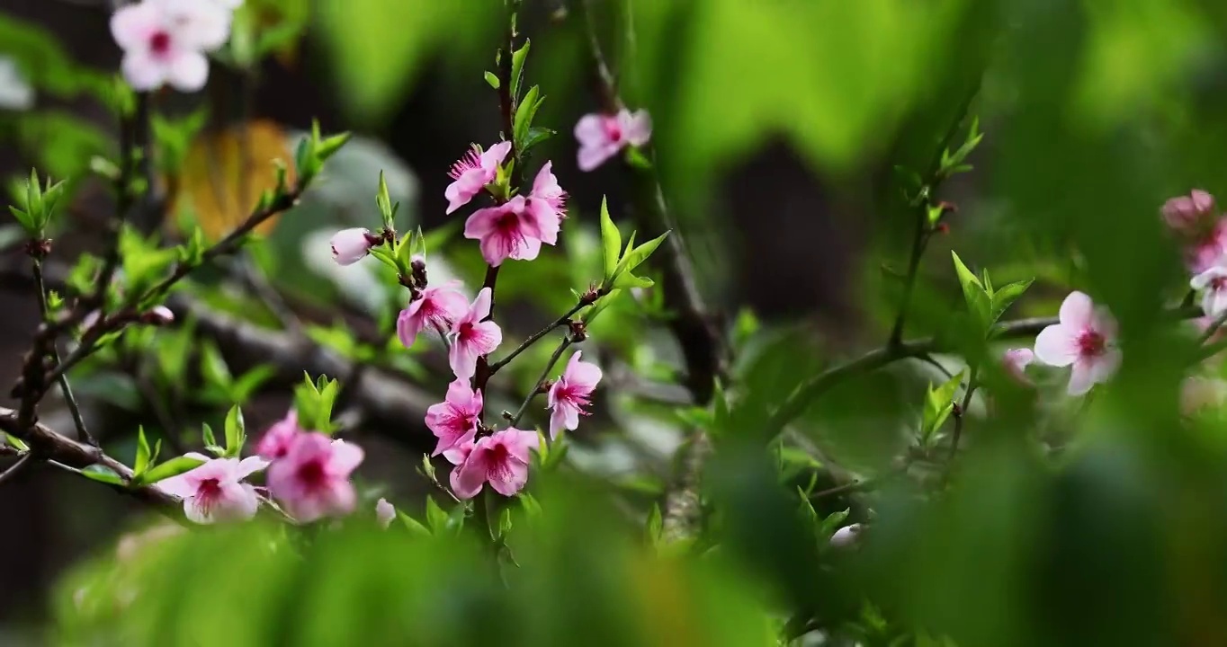 桃花在树枝的枝头摇曳，春天里的桃花视频素材
