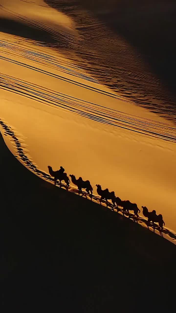 日落时，沙漠中的骆驼；金色的沙丘与晚霞视频下载
