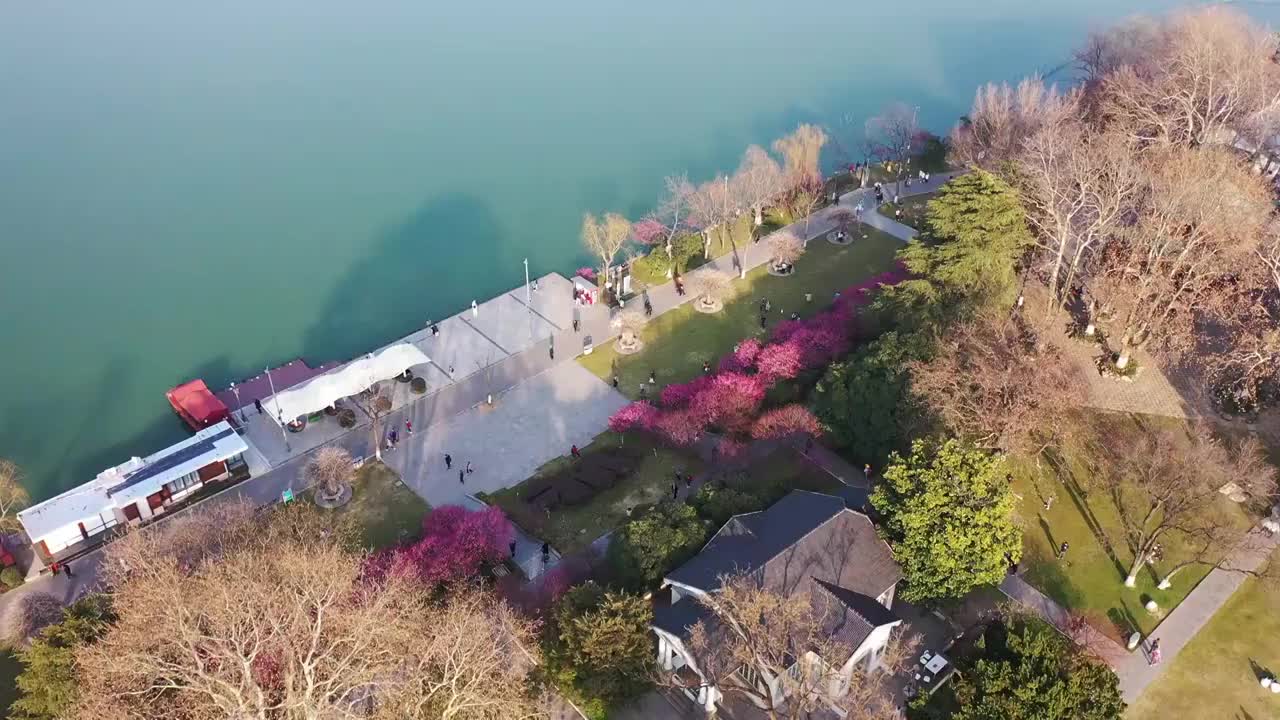 春天南京玄武湖公园梅花盛开，梁洲岛上的梅坡和梁洲码头风光视频下载