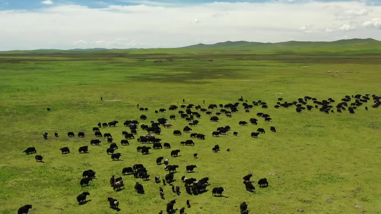 甘肃甘南玛曲阿万仓湿地草原牦牛牧场风光视频素材