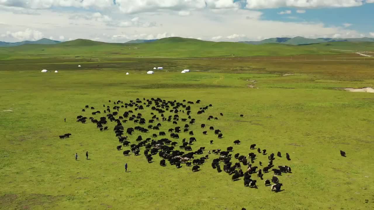 甘肃甘南玛曲阿万仓湿地草原牦牛牧场风光视频素材