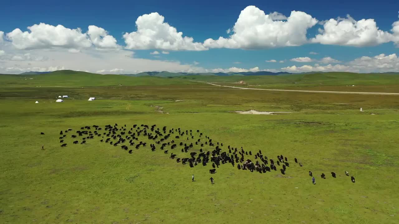 甘肃甘南玛曲阿万仓湿地草原牦牛牧场风光视频下载