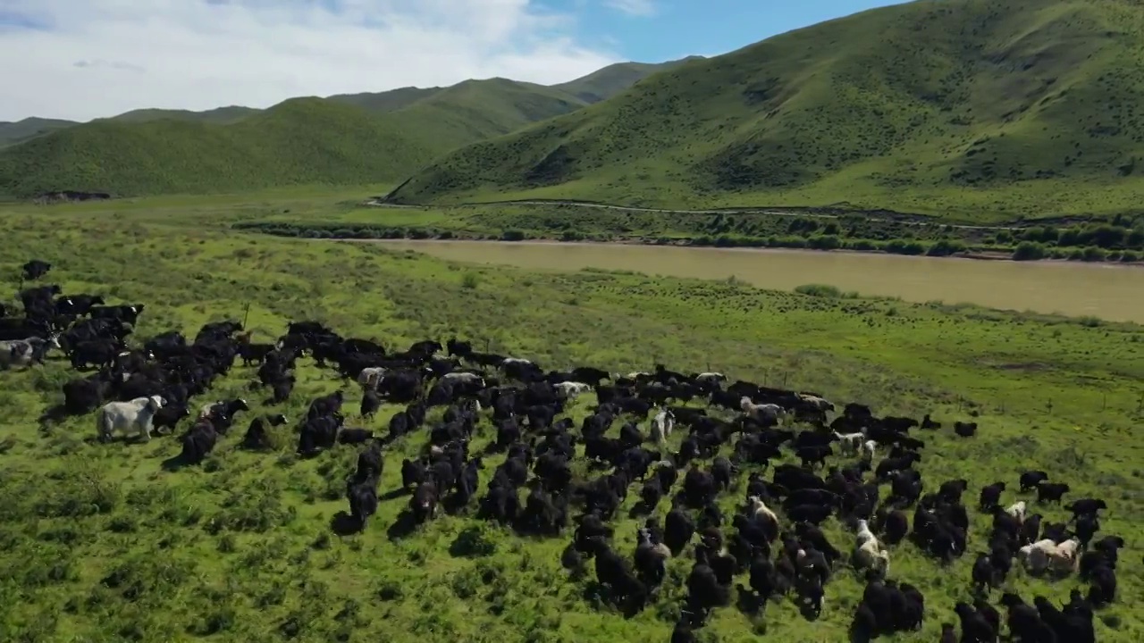 甘肃甘南玛曲采日玛乡黄河草原牦牛牧场风光自然风光视频素材
