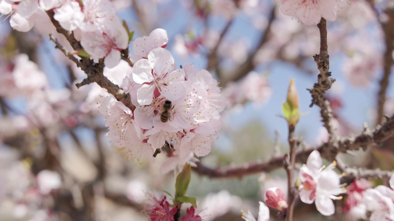 4K高清春天里的蜜蜂与樱花视频素材