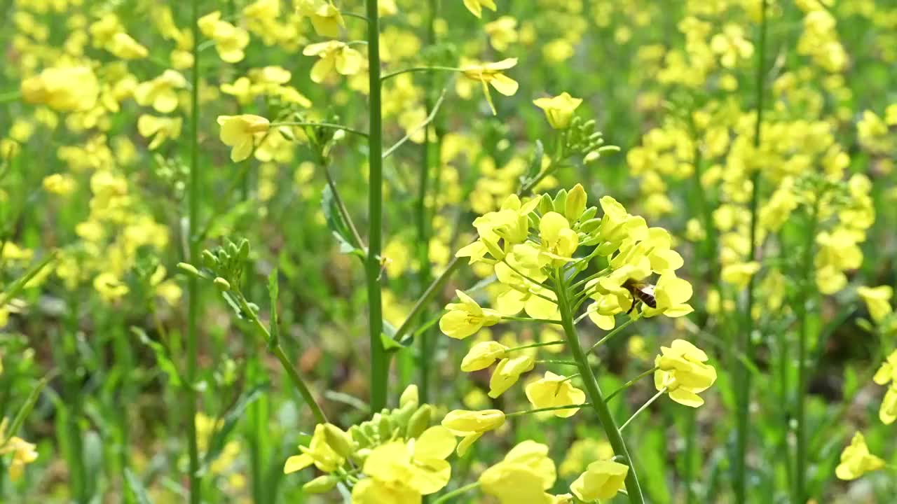 春天阳光下桂林盛开的油菜花视频下载