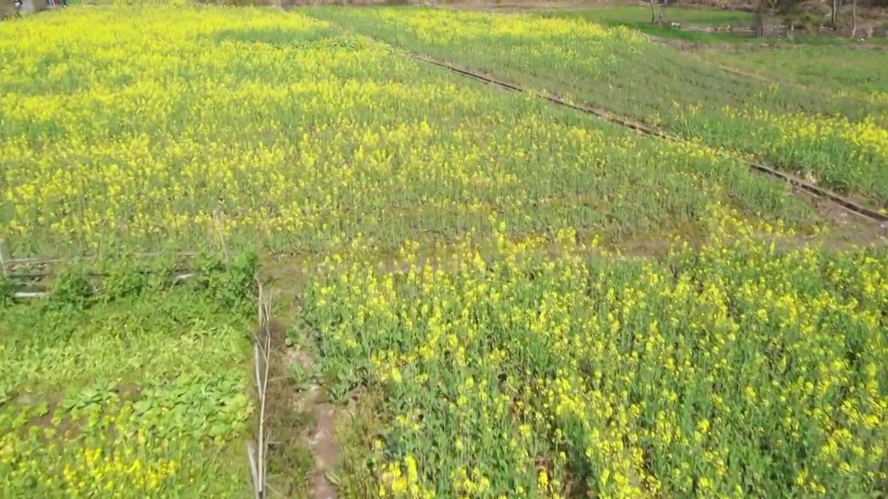 春天阳光下桂林盛开的油菜花视频素材