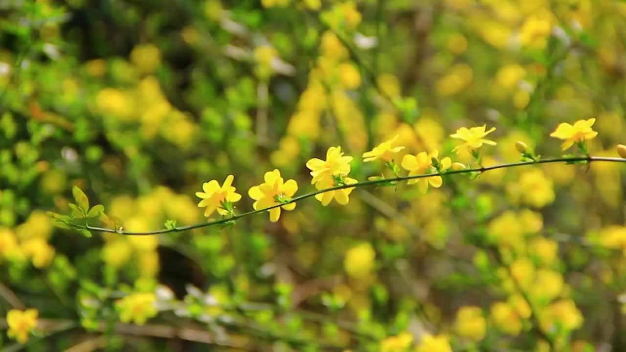 在微风中摆动的迎春花 春天的小黄花视频下载