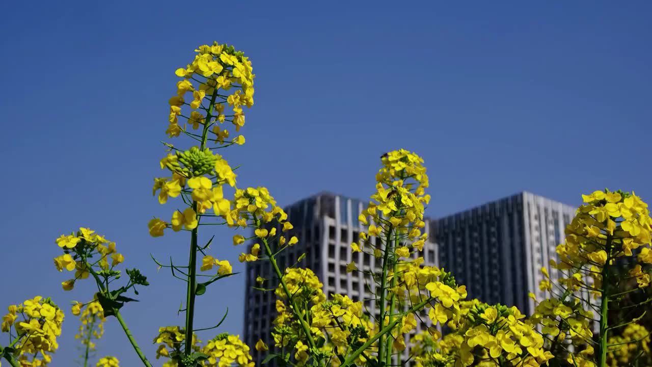 中国四川省绵阳市户外，白昼，油菜花，视频素材