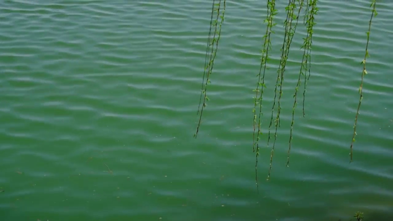 四川省绵阳市，流水，江水，特写视频素材