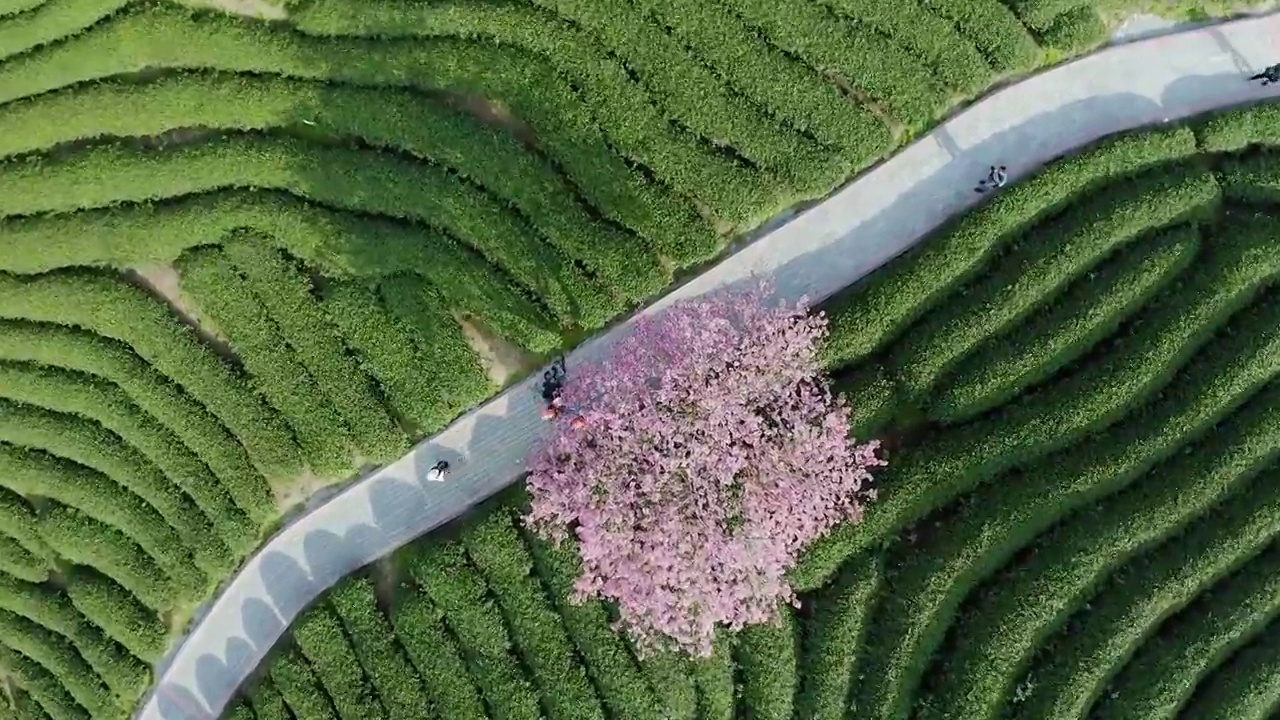 环绕在小路两边美丽的樱花树视频素材
