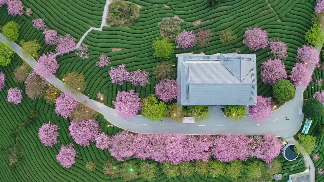 环绕在小路两边美丽的樱花树视频素材