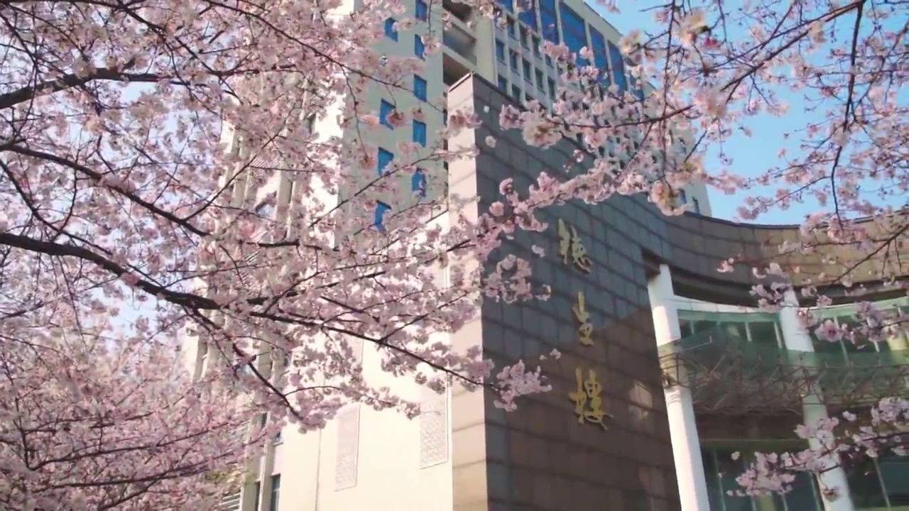 武汉理工大学德生楼前的樱花视频下载