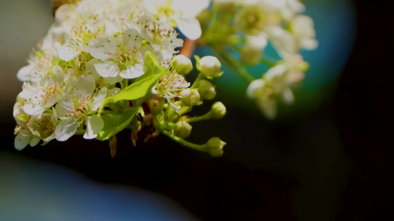 镜中花之白䔣花与小蜜蜂视频素材