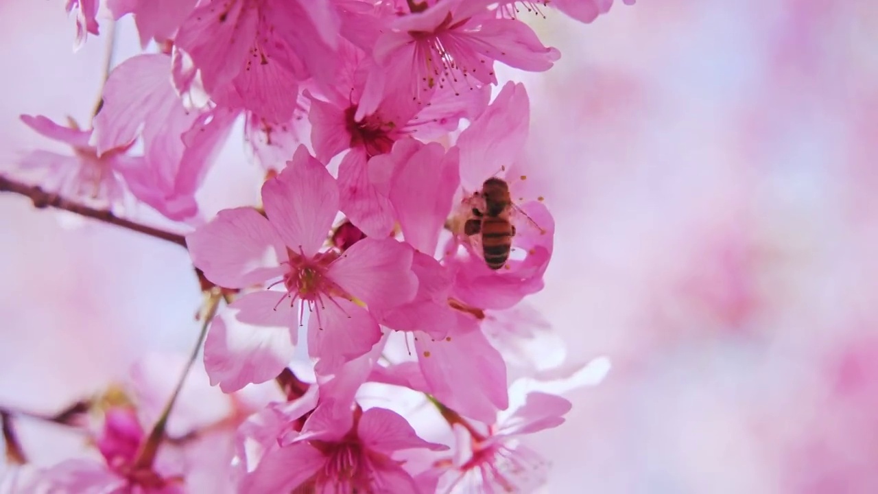 盛开的樱花树特写视频素材