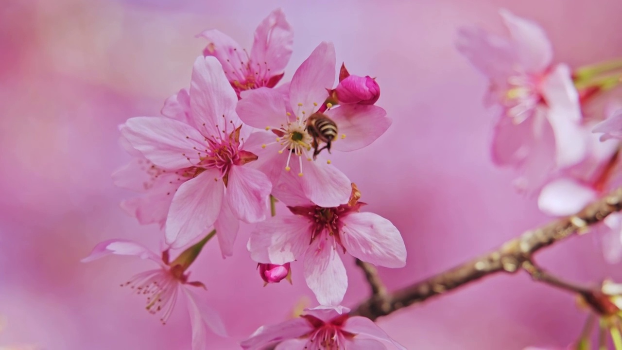 盛开的樱花树特写视频素材