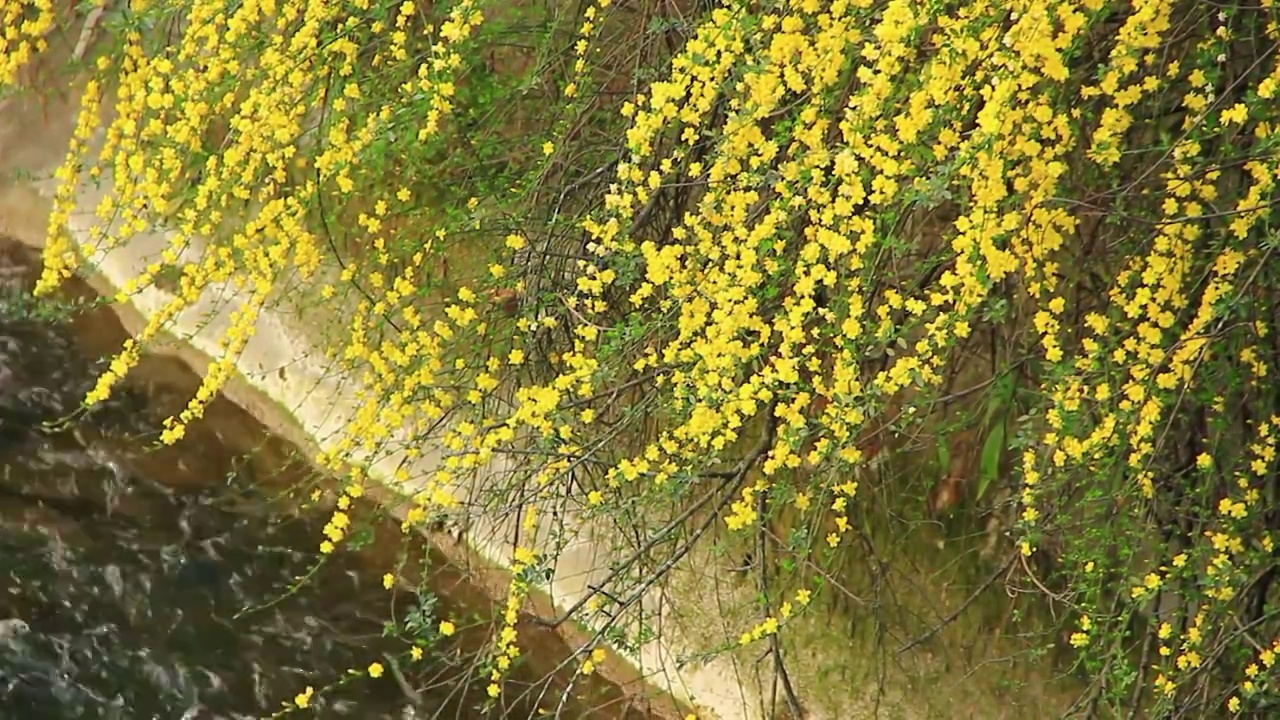 成都市温江区江安河边的迎春花开了视频下载