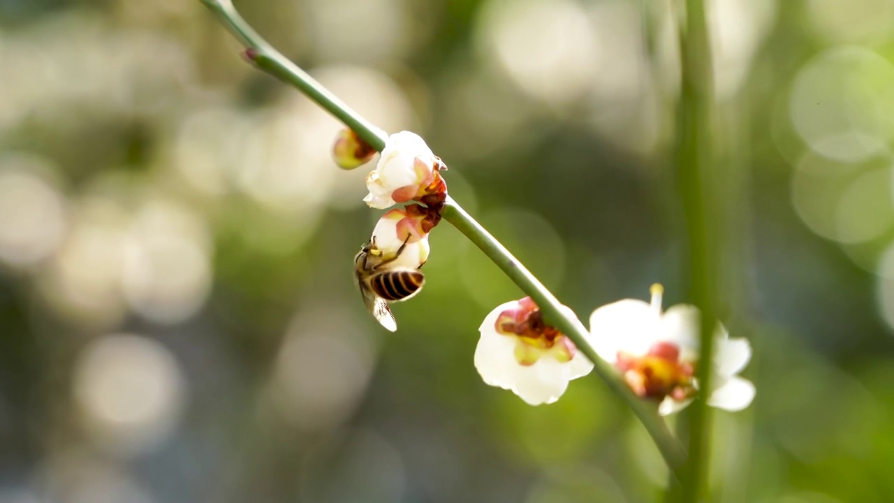春季蜜蜂在梅花花瓣中采蜜视频下载