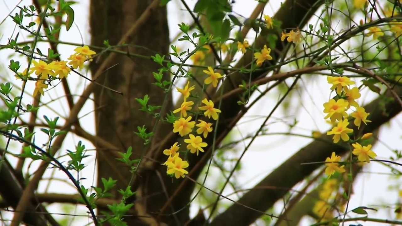 春天挂在树上的迎春花小黄花视频下载