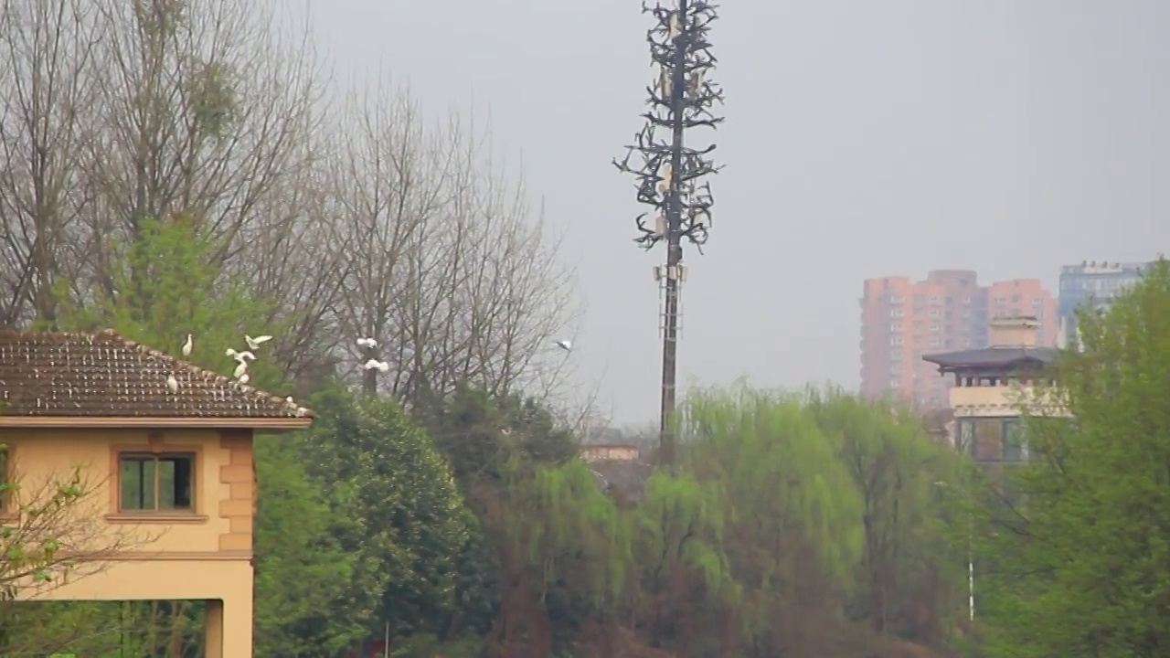 春天在绿树丛中飞翔的白鹭视频素材