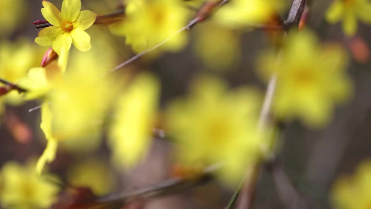 春天迎春花视频素材