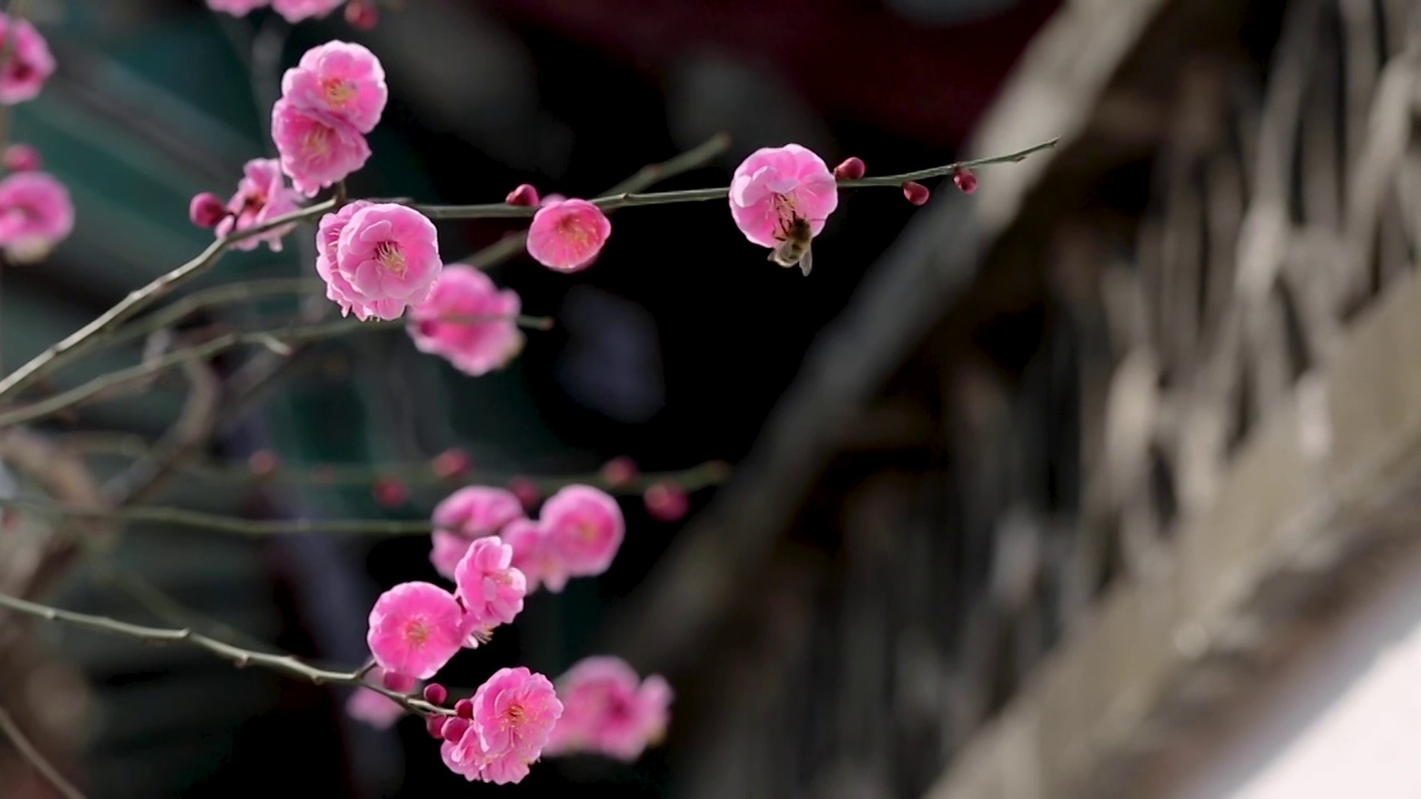 北京大观园的红梅花竞相开放视频素材