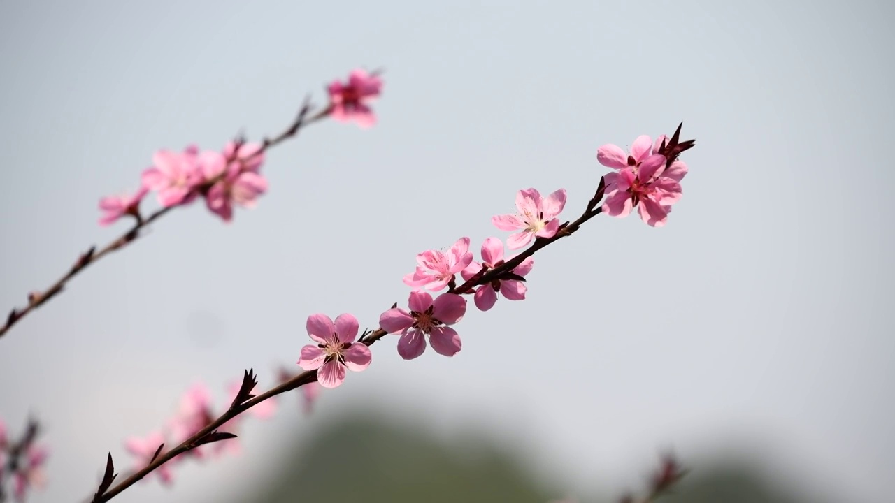 春天桃花盛开视频素材