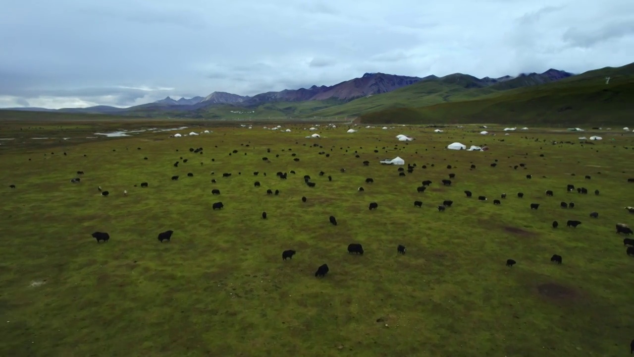 航拍四川理塘毛垭大草原上的牦牛视频素材