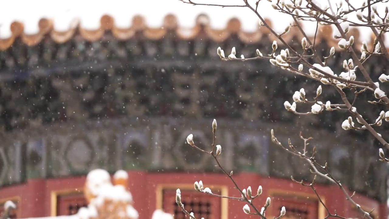 雪中故宫视频下载