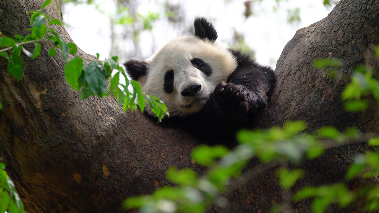 中国成都大熊猫繁育基地的熊猫视频素材视频下载