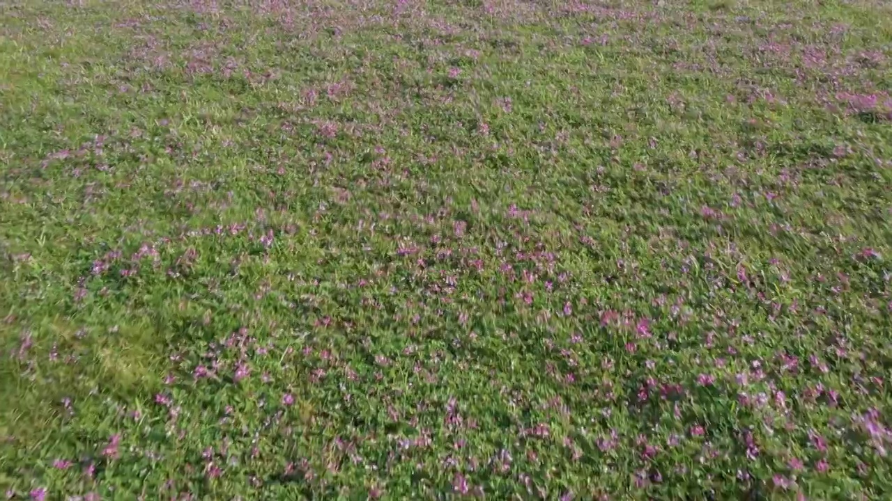 春天阳光下桂林田地里盛开的紫云英视频素材