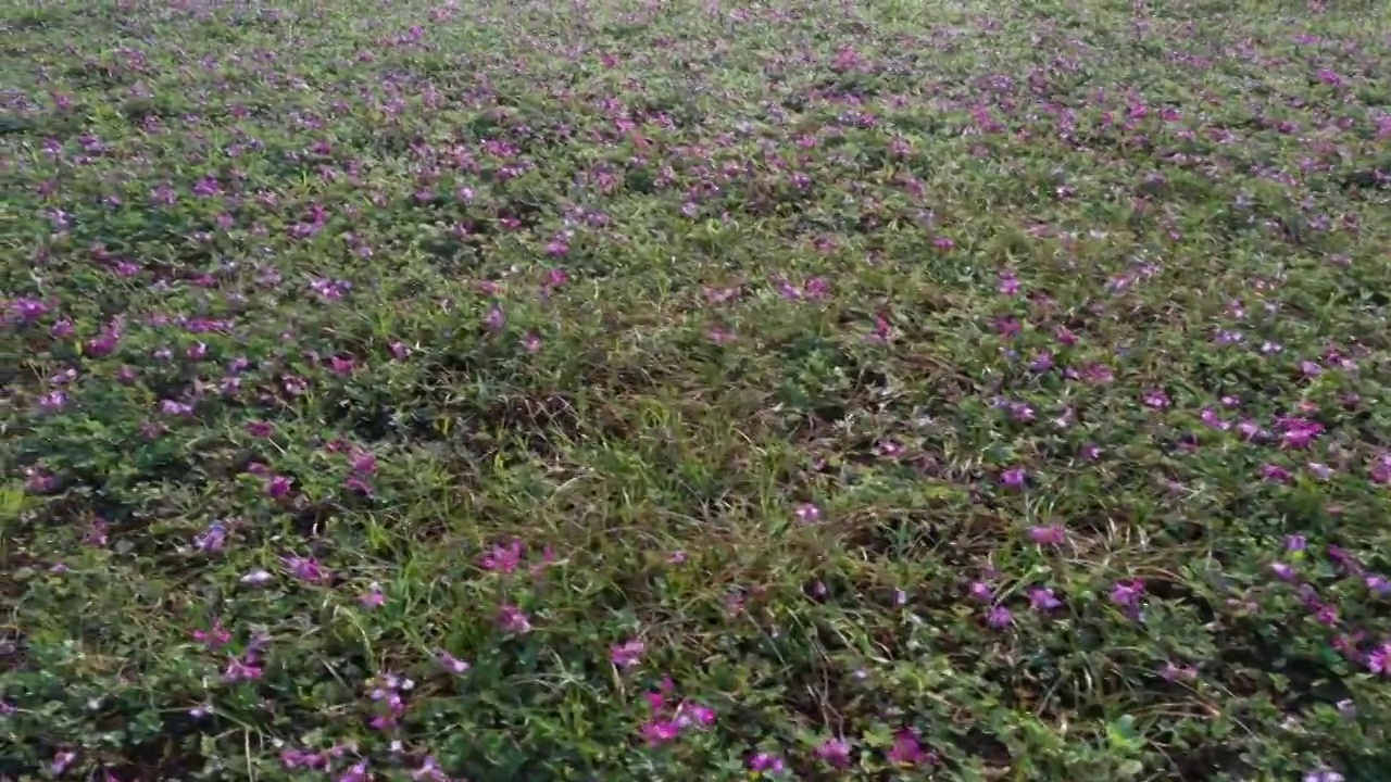 春天阳光下桂林田地里盛开的紫云英视频素材